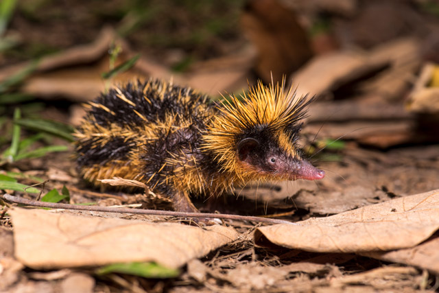 Lowland streaked tenrec in Madagascar.