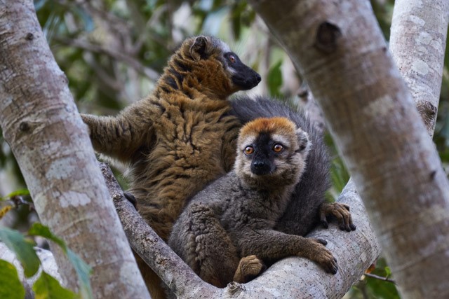 Red-fronted brown lemur in Madagascar