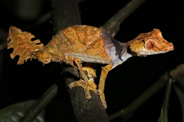 Satanic leaf-tailed gecko in Ranomafana, Madagascar