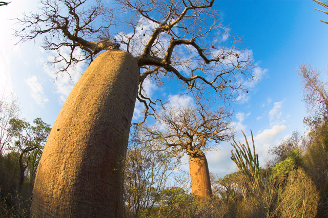 Bottle baobab in Toilara, Madagascar.