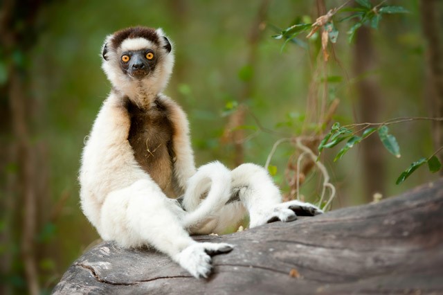 Verreaux's sifaka in Madagascar