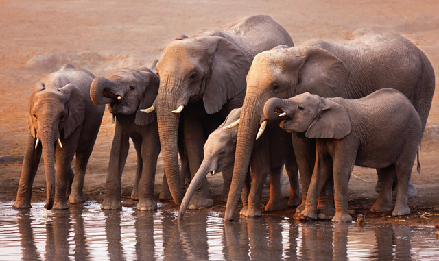 Elephant in Etosha National Park, Namibia