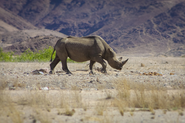 Black rhino in Kaokoland, Namibia