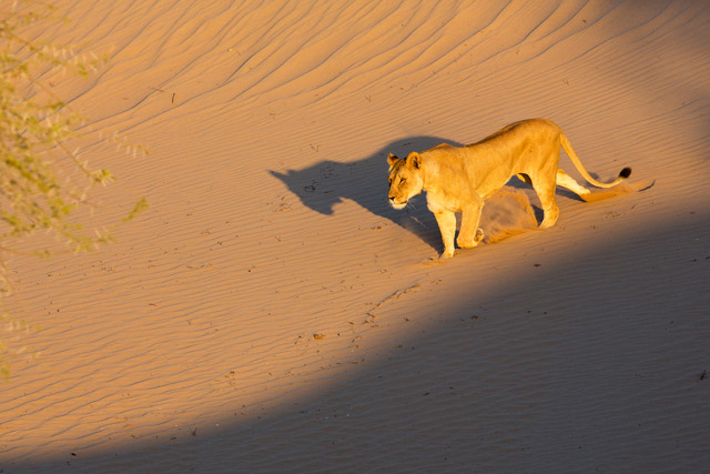 Desert lion at the Skeleton Coast, Namibia