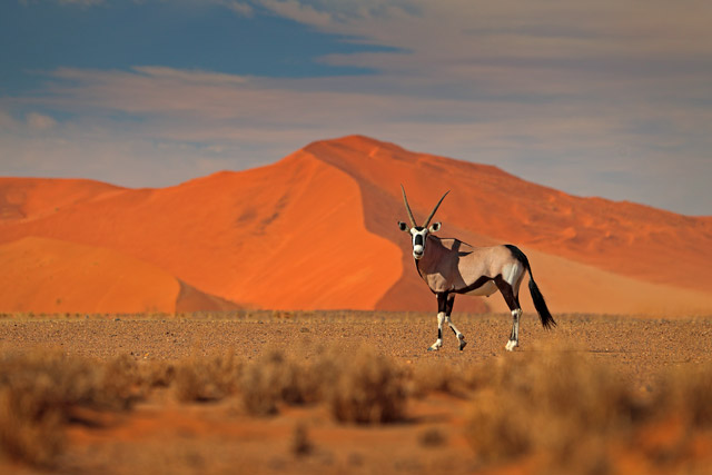 Oryx in Sossusvlei, Namibia