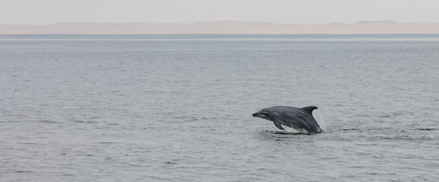 Atlantic bottlenose dolphin in Walvis Bay, Namibia