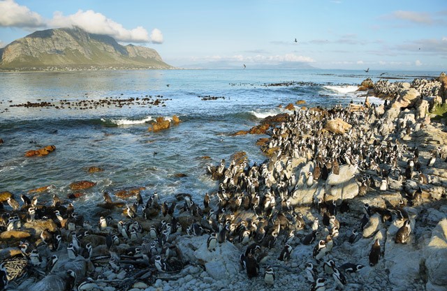 African penguin in Betty's Bay, South Africa