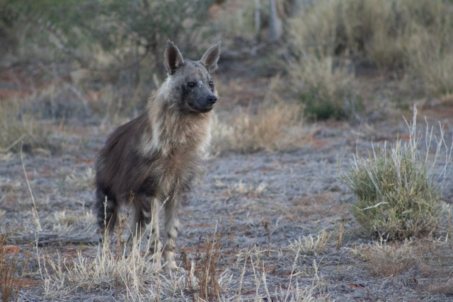 Brown hyena in South Africa.