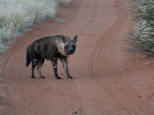 Brown hyena in the Kalahari, South Africa.