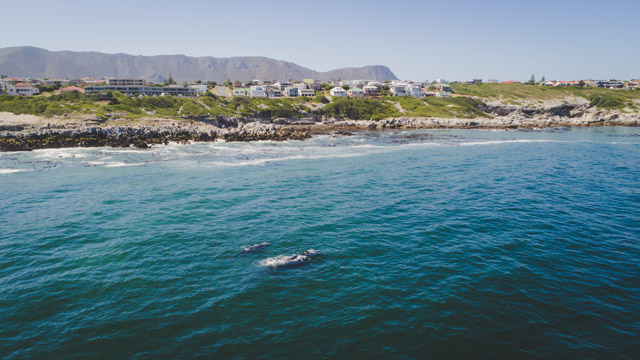 Southern right whale in Hermanus, South Africa