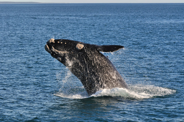 Southern right whale breaching in Hermanus, South Africa