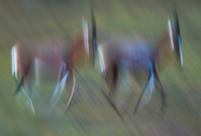 Blurred image of blesbok in Kariega Private Reserve in South Africa.