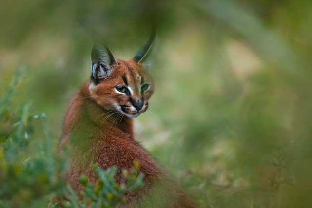 Caracal in Kariega Private Reserve in South Africa.