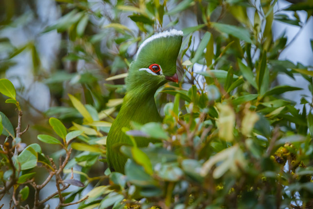 Knysna turaco in Kariega Private Reserve in South Africa.
