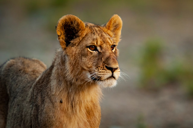 Lion cub in Kariega Private Reserve in South Africa.