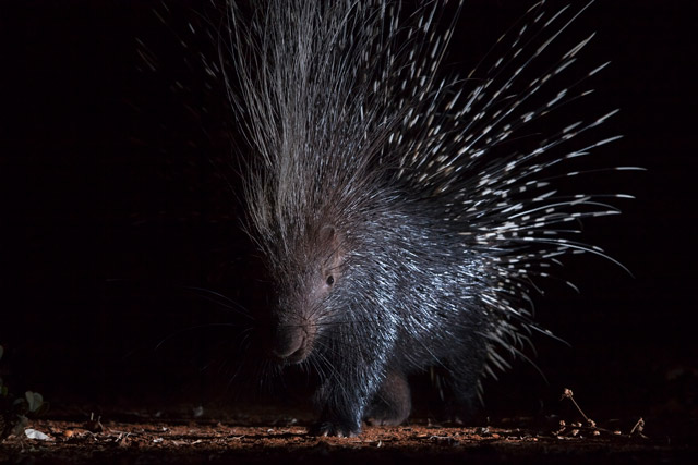 Porcupine in Kariega Private Reserve in South Africa.