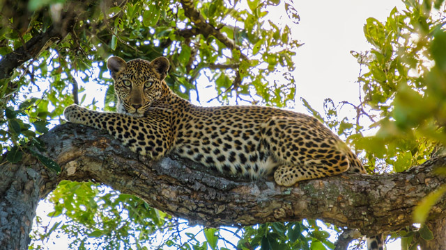 Leopard in Klaserie Private Reserve, South Africa