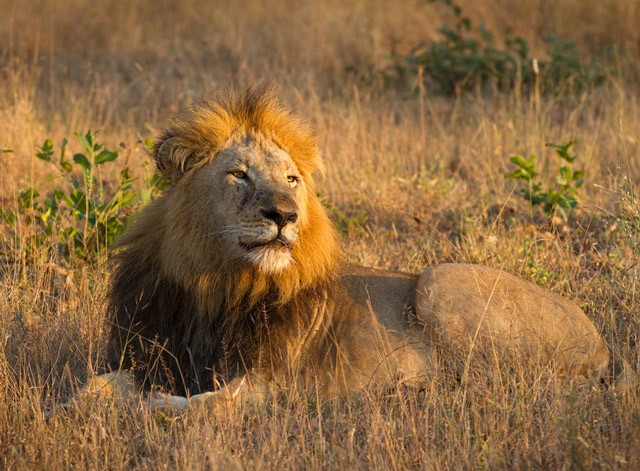 Lion in South Africa
