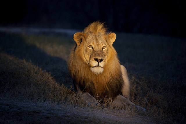 Lion being spotlit on a night drive in South Africa