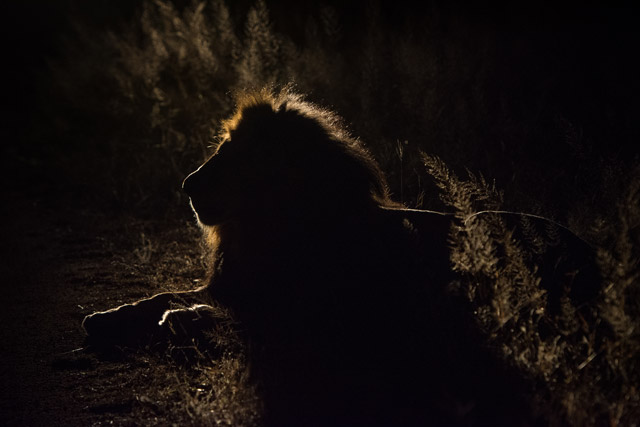 Lion being spotlit on a night drive in South Africa