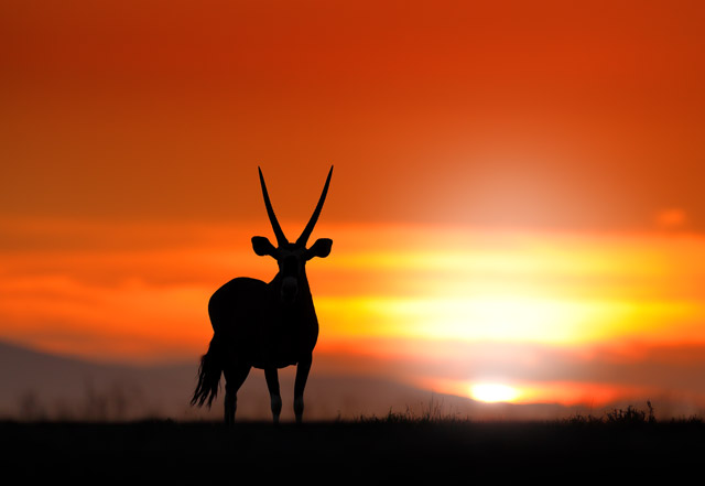 Silhouette of an oryx in South Africa