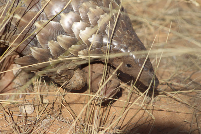 Pangolin in the Kalahari, South Africa