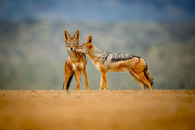 Black-backed jackal in Zimanga Private Game Reserve, South Africa.