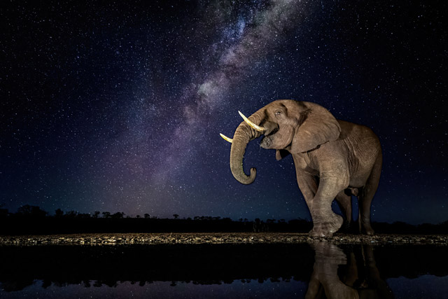 Elephant and Milky Way in Zimanga Private Game Reserve, South Africa.