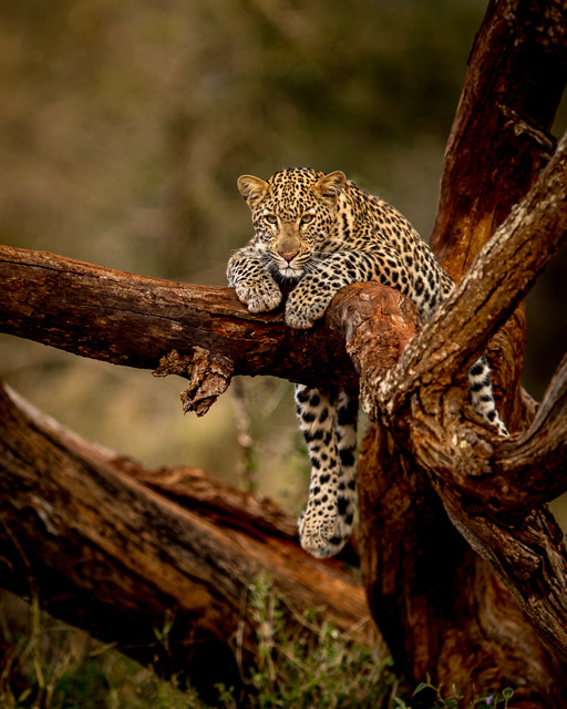 Leopard in Zimanga Private Game Reserve, South Africa.