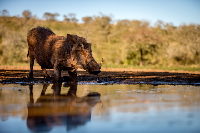 Warthog at hide in Zimanga Private Game Reserve, South Africa.