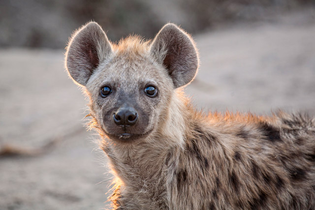 Spotted hyena.
