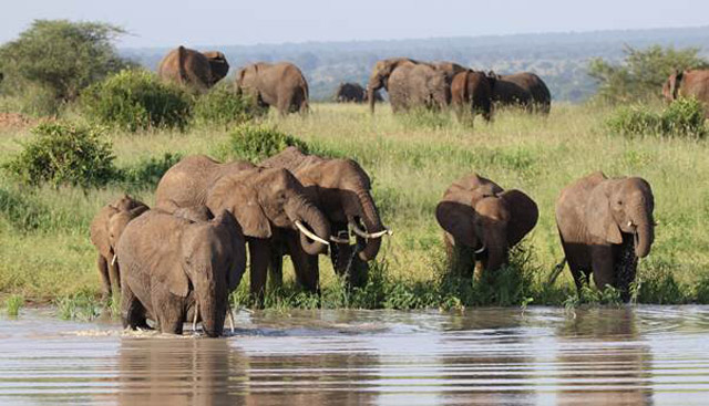 Elephant herd in Tanzania.