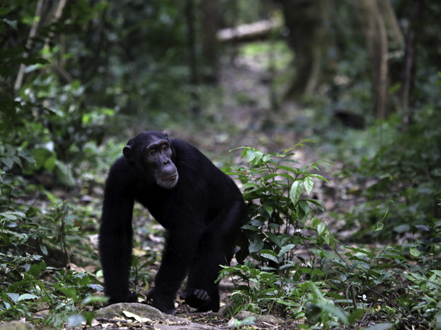 Faustino the chimpanzee in Gombe National Park, Tanzania