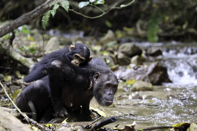 Golden and Gabo the chimpanzees in Gombe National Park, Tanzania