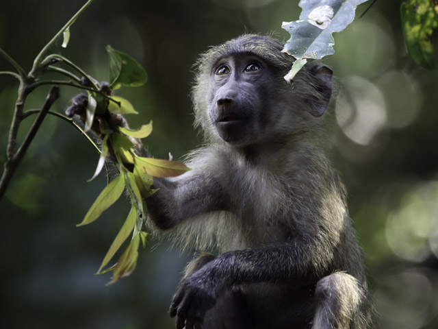 Olive baboon in Gombe National Park, Tanzania
