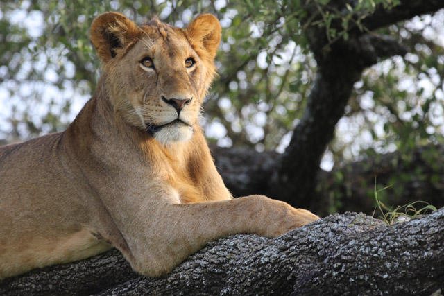Lion in Tanzania.