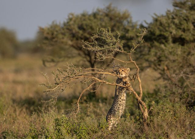Cheetah cub in Tanzania.