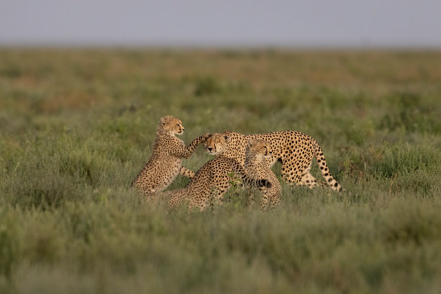Cheetah in Tanzania.