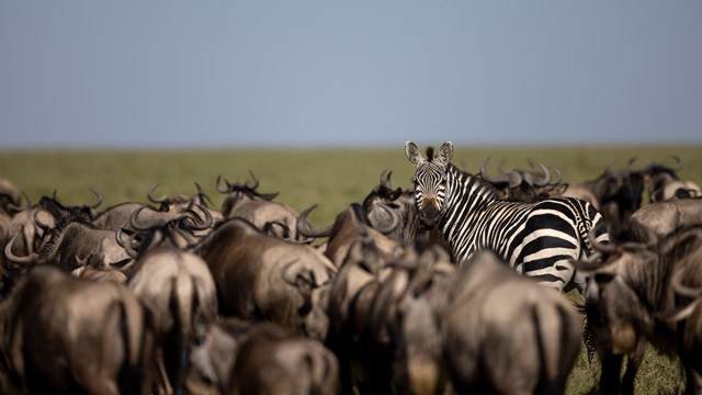 Zebra and wildebeest in Tanzania.