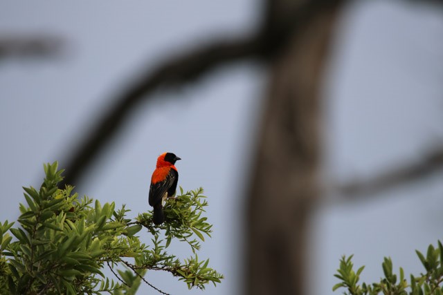 Red bishop in Tanzania.