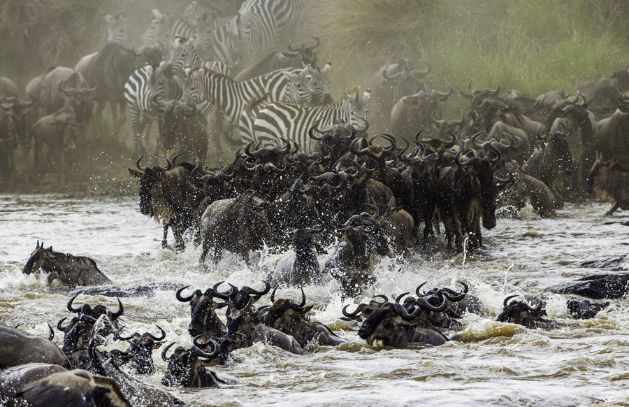 Wildebeest migration in the Serengeti, Tanzania