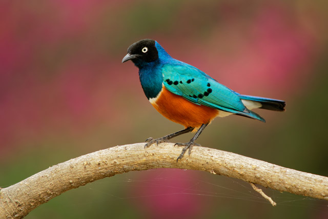 Superb starling in Tanzania.