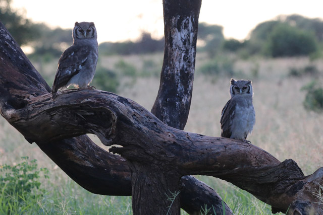 Verraux's owl in Tanzania.