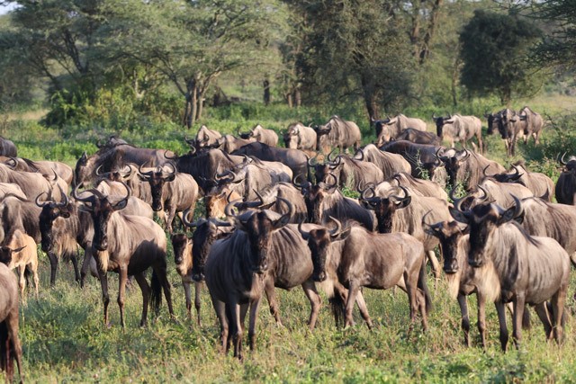 Wildebeest herd in Tanzania.