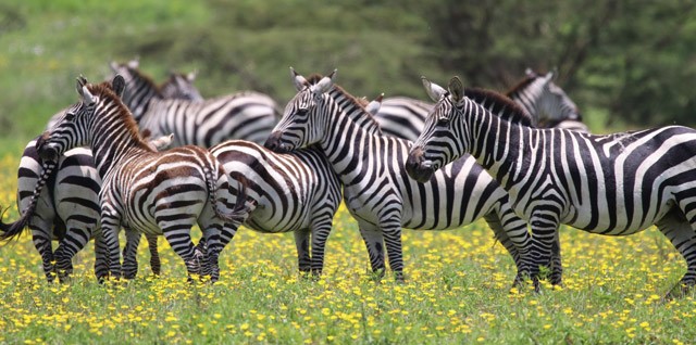 Zebra in Tanzania.