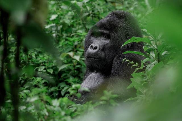 Gorilla in Uganda.