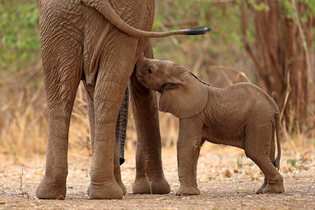 Baby elephant suckling in South Luangwa, Zambia.