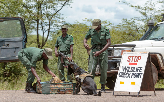 Conservation South Luangwa - roadblock