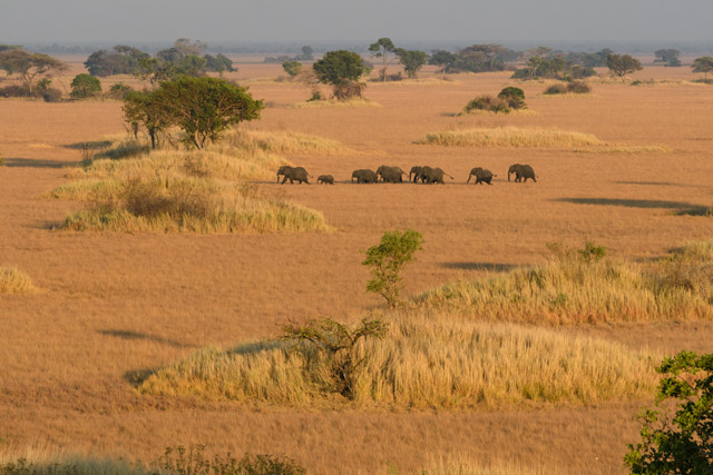 Elephants in Kafue National Park, Zambia.