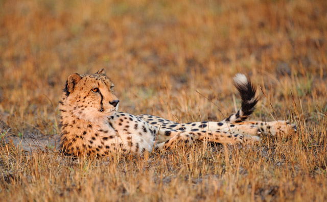 Cheetah in Kafue National Park, Zambia